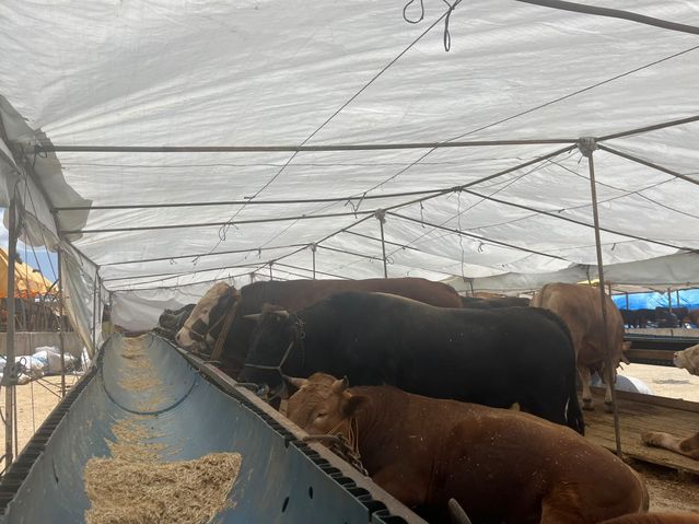 Kurban Bayramı Öncesi Sağlık Alarmı: Veterinerlerden Güvenli Adak İçin Kapsamlı Uyarılar