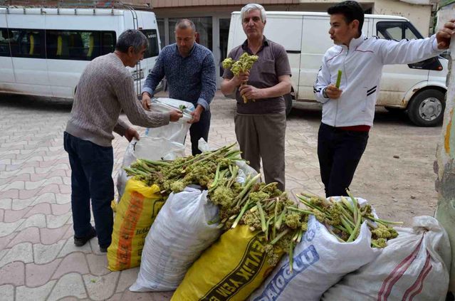 Doğu Anadolu'nun Gizli Hazinesi Işgın: Tercan Sofralarını ve Ekonomisini Canlandırıyor