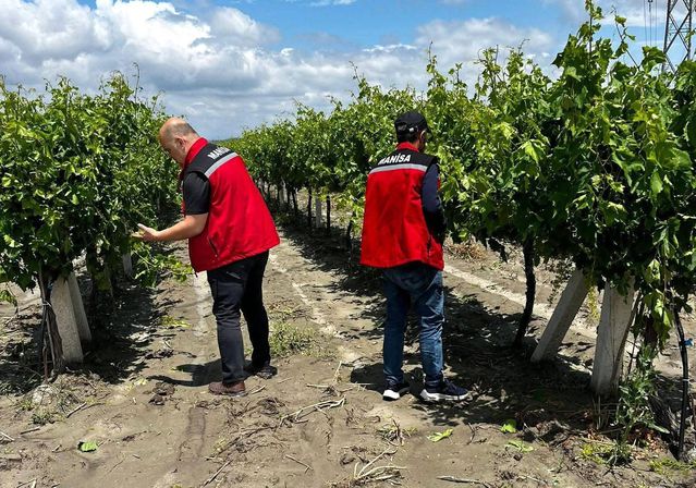 Manisa'da Dolu ve Sel Tarıma Zarar Verdi