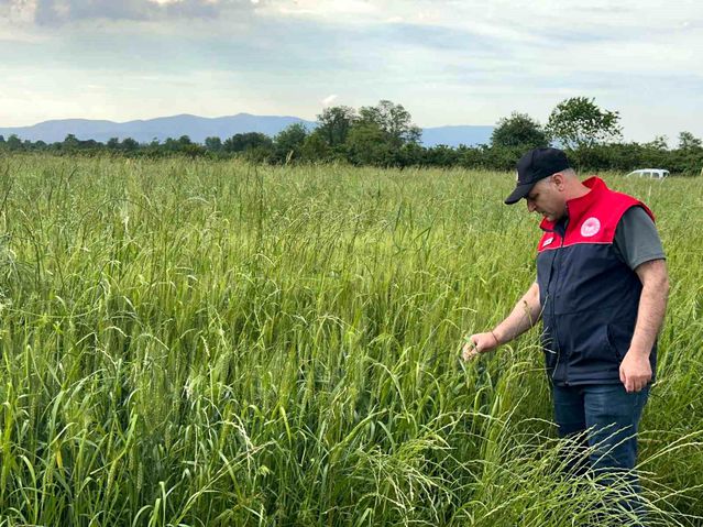 Düzce'de Yem Bitkileri Kontrolü
