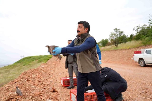 Kırşehir'in Yeşil Kalbine Yeni Nefes: 900 Kınalı Keklik Doğal Yaşamdaki Yerini Aldı