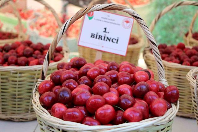 Amasya'nın Bereketli Topraklarından Yükselen Lezzet: 65. Kiraz Yarışması'nda Şampiyonluk Yusuf Eser'in