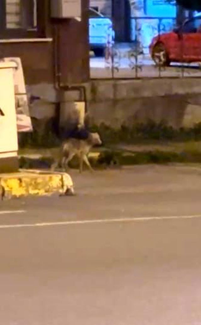 Ardahan'da Gece Tilki Gezintisi