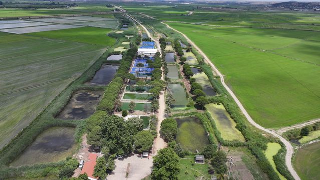 Edirne'de 40 Milyon Yavru Sazan Üretildi